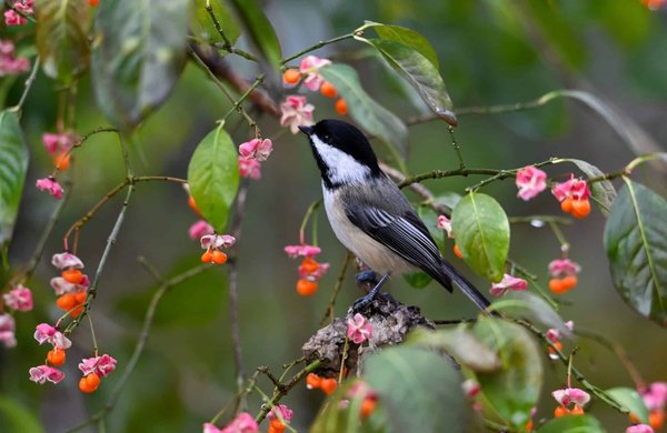 Quelle place pour les thématiques environnementales dans un jeu de construction de ville?